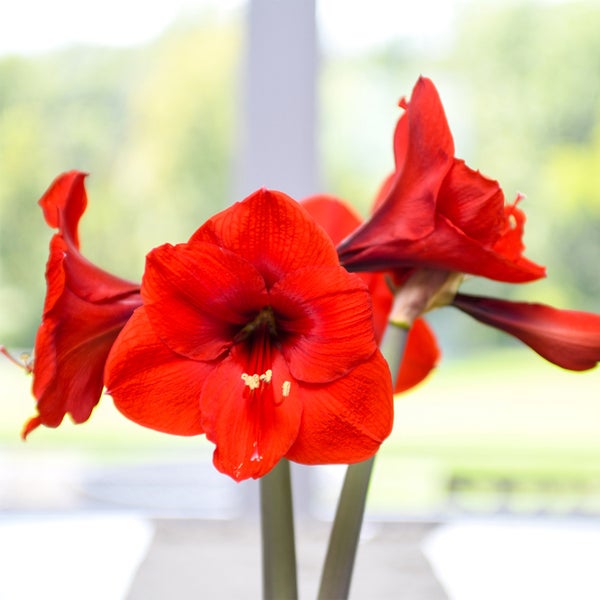 TASC Amaryllis Bulbs