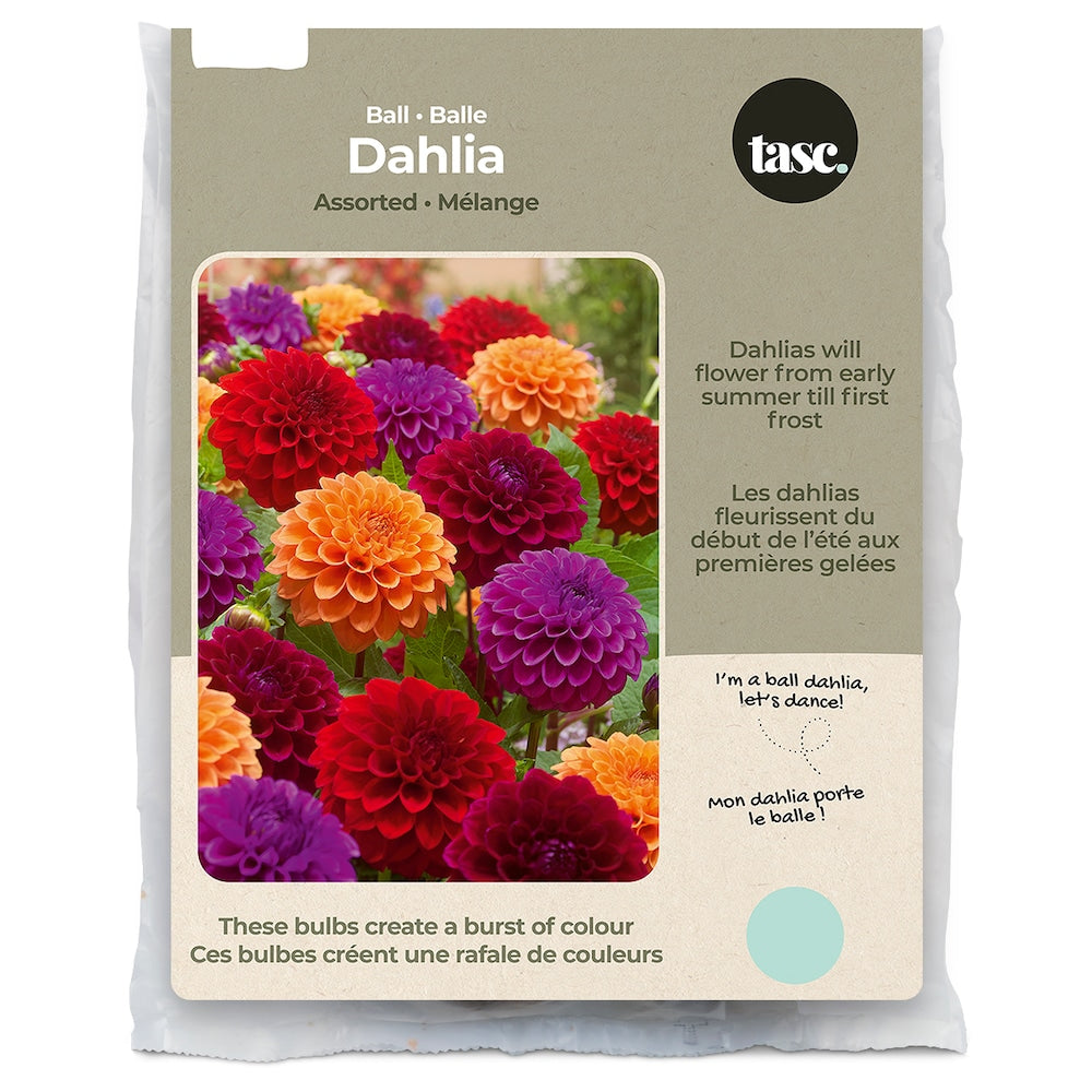 Tasc Flowering Bulbs Assorted