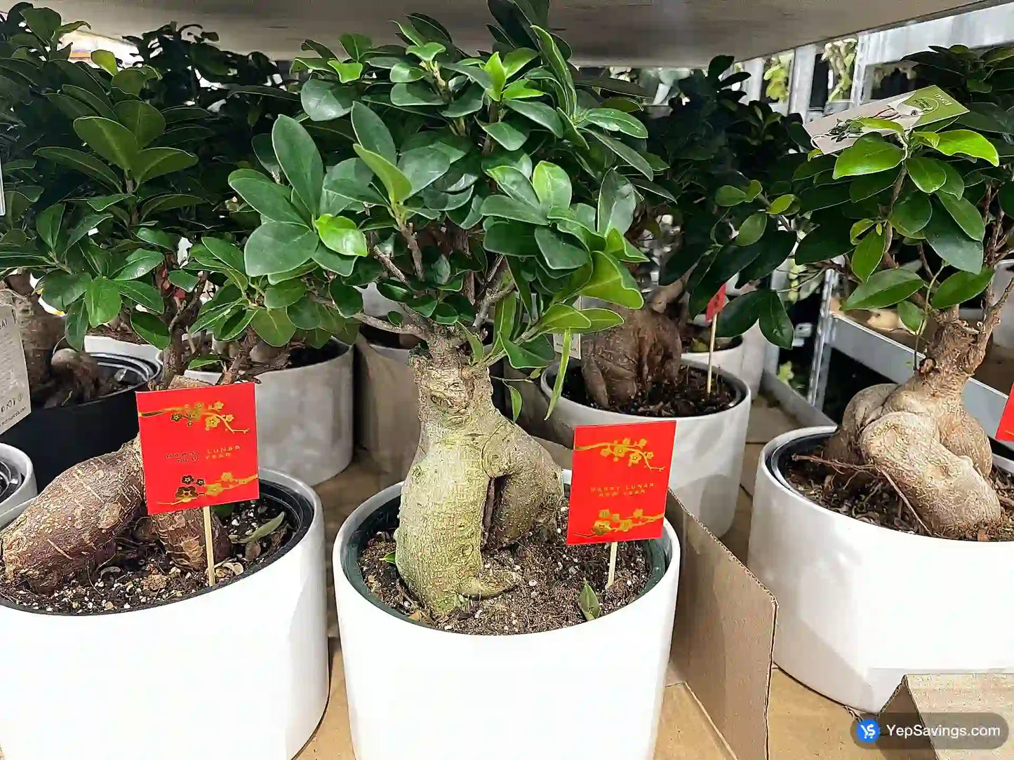 8" Bonsai