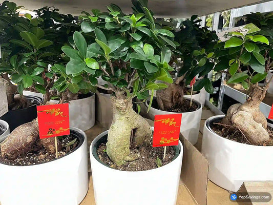8" Bonsai